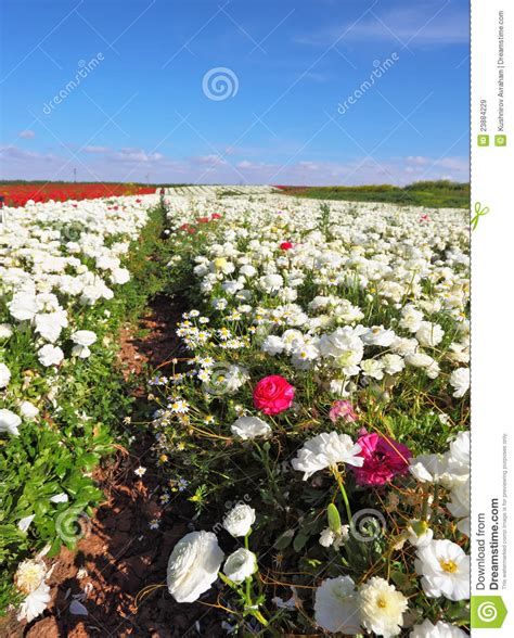 Vast Fields Of White Flowers Of Buttercups Royalty Free