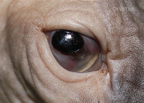 Learn more about the causes, risk factors, symptoms, diagnosis viral infections such as the herpes simplex virus (which causes cold sores) or the varicella virus (which causes chickenpox and shingles). Feline Corneal Sequestra