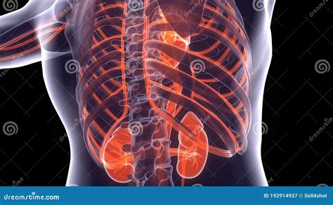 Human Kidney Anatomy 3d Illustration Stock Illustration Illustration