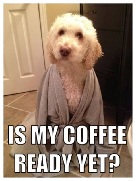 Coffee Funny Dogs Dog Memes Dogs