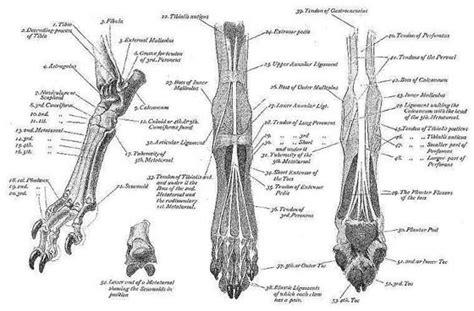 Print of leg bones anatomy engraving 1866. Pin em Vet