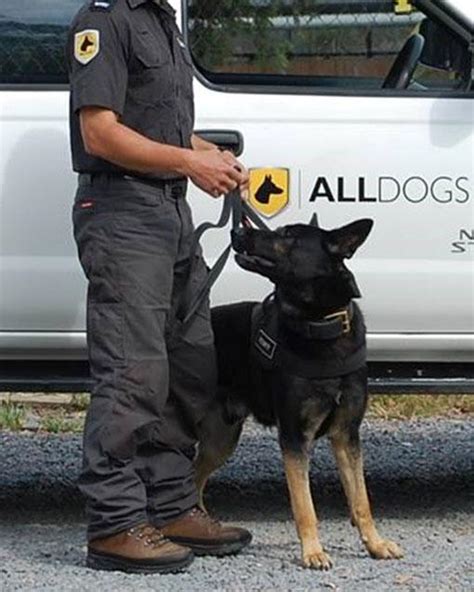 Security K9 Patrol Units Handlers Dog