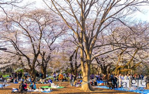 Japanese Picnic Under Cherry Blossoms In Yoyogi Park At Hanami Fest