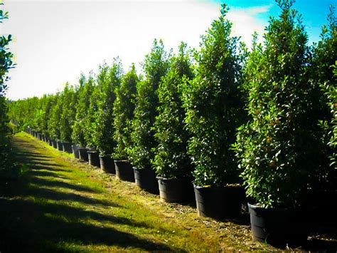 Savannah Holly Trees For Sale The Tree Center™