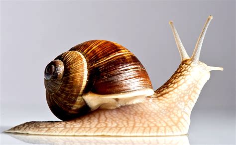 6 Health Benefits Of Eating Snail You Dont Know Health Gadgetsng