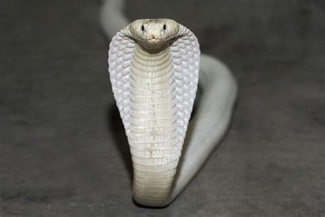 Meet Adhira San Diego Zoos Rare White Cobra Picture Amazing Animals