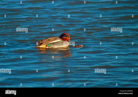 Green Winged Teal Anas Crecca Pair Mating On Pond Stock Photo Alamy