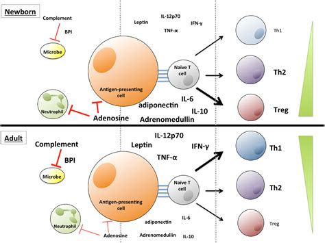 Frontiers Soluble Mediators Regulating Immunity In Early Life