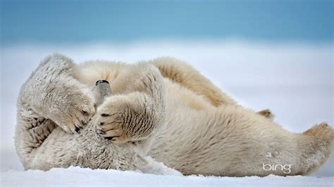 1920x1200 Bing Polar Bear Bear White Bear Polar Bear Sleeping