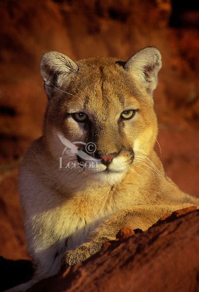 Cougarmountain Lionpumacougars Hide For Hours Waiting For Prey To