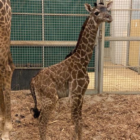 Adorable Baby Giraffe At Columbus Zoo Gets Special Name