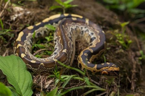 Premium Photo Borneo Short Tailed Blood Python Snake Python Curtus