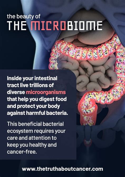 Bacteria Is Best Why A Healthy Gut Microbiome Is Key To Cancer Prevention
