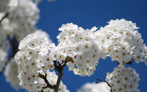 Wallpaper Flowers Bloom Tree Branch Sky Spring 2560x1600