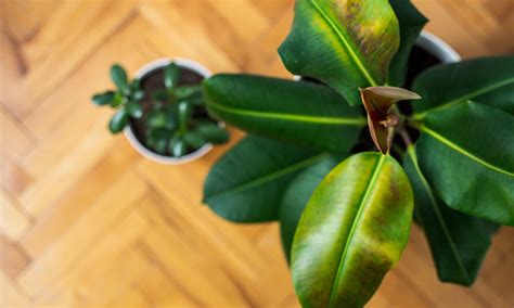 How To Grow And Care For A Rubber Tree Plant
