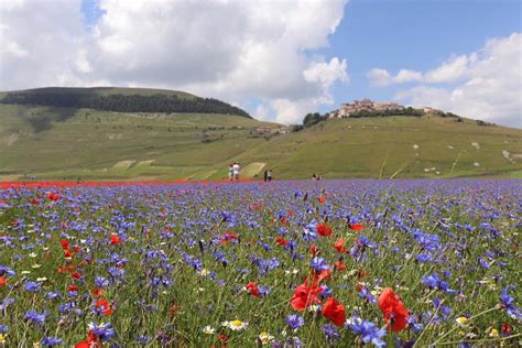 La Meravigliosa Fioritura Della Piana Di Castelluccio 2018 Foto Ansait