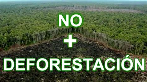 Campaña en contra la deforestación YouTube