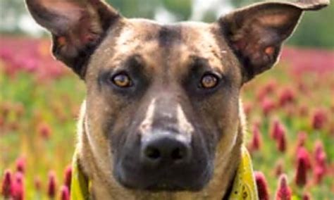 Every month, petco love hosts or sponsors adoption events nationwide. Want to adopt a pet? Here are 5 cuddly canines to adopt ...
