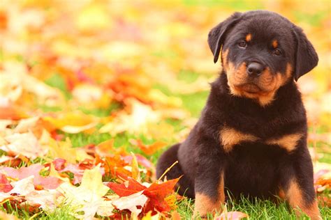 Your dog's name should reflect their personality and who they are, because these smart animals are more than just a pet, they are a companion and a friend. Rottweiler Dog Names | Popular Male and Female Names | Wag!