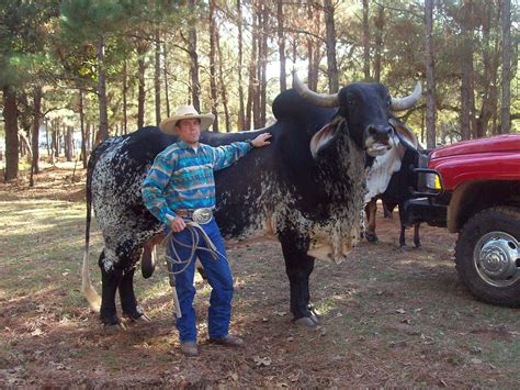 The brahman is an american breed of beef cattle. File:Brahman cattle SB051.jpg - Wikimedia Commons