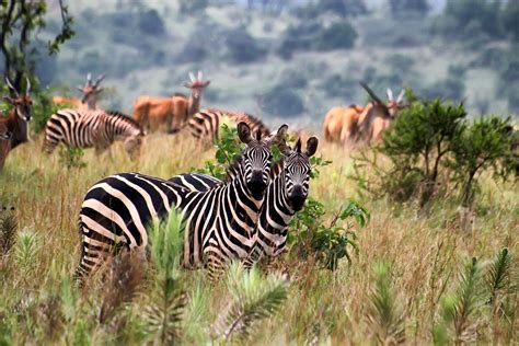 5 Best East Africa Tours For Wildlife Safari Adventure Now
