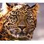 Thoughtful Leopard  A New Amur Portrait Taken In Th… Flickr
