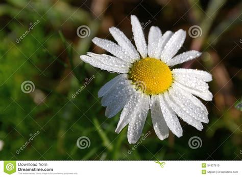 Camomile Flower With Morning Dew Stock Image Image Of Pretty Flower