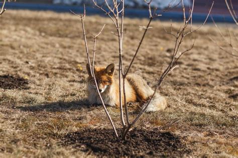 Red Fox Relaxing On The Grass In The City Stock Image Image Of Furry Orange 146844259