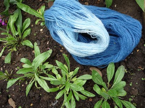Wool Tribulations Of Hand Spinning And Herbal Dyeing Making Woad Dye