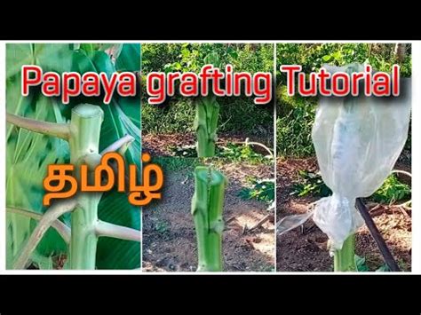 How To Graft A Papaya Tree L Part Youtube