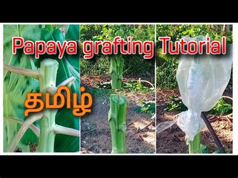 How To Graft A Papaya Tree L Part YouTube