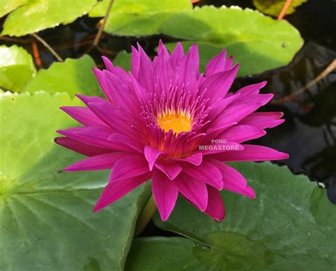 Water lily — noun an aquatic plant of the family nymphaeaceae • hypernyms: Bulls Eye Waterlily, Bulls eye water lily for sale- Pond ...