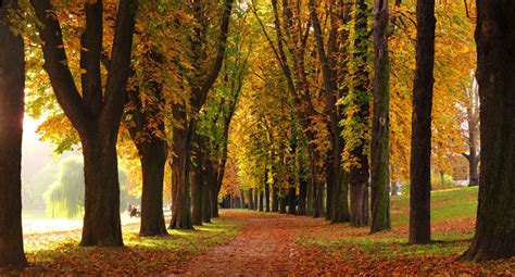 Chestnut Lined Avenue In Autumn Autumn Leaves Autumn Walks Pictures