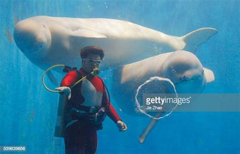 Beluga Whales Bubbles Photos And Premium High Res Pictures Getty Images