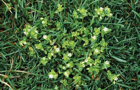 5 Tips To Controlling Broadleaf Weeds Turf