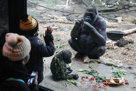 Gorilla That Once Escaped Franklin Park Zoo Turns 30 The Boston Globe