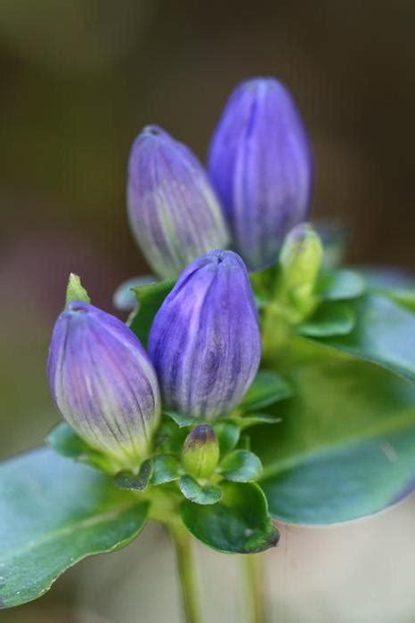 Bottle Gentian Gentiana Clausa From New England Wild Flower Society
