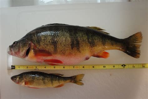 Lake Washington Yellow Perch Are Abundant And An Excellent Late Summer