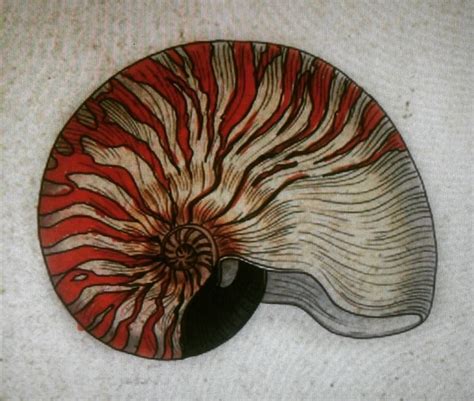 Nautilus Shell Nautilus Tattoo Art Artsy