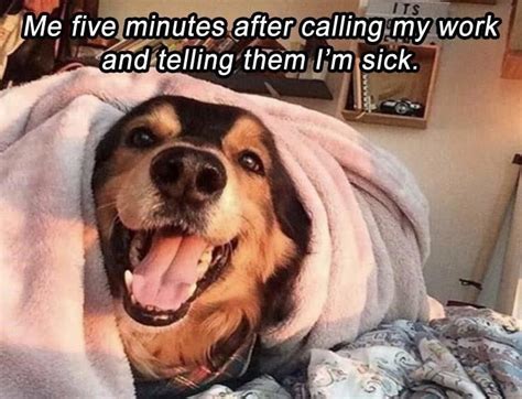 18 Doggo Memes That Will Put An Instant Smile On Your Face Funny Dog