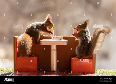 Red Squirrels Eating Eating Ice Cream In A Restaurant Stock Photo Alamy