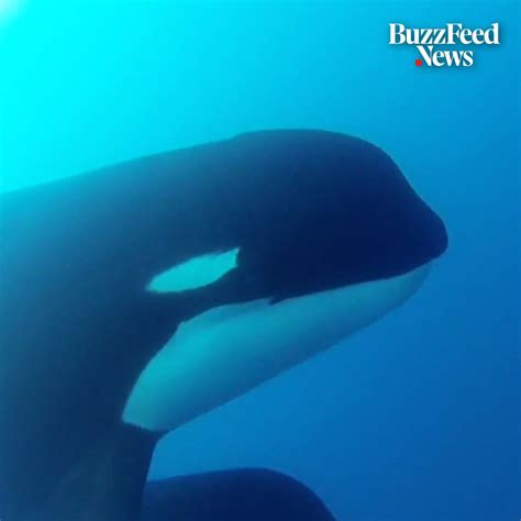 Scientists Discovered These Orcas In The Wild Scientists Have