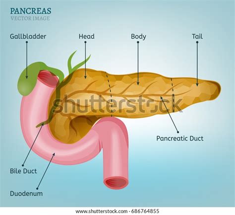 Pancreas Duodenum Image On Light Blue Stock Vector Royalty Free