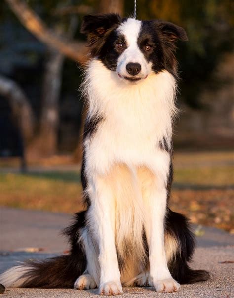 Felix Purebred Healthy Border Collie Puppy For Sale