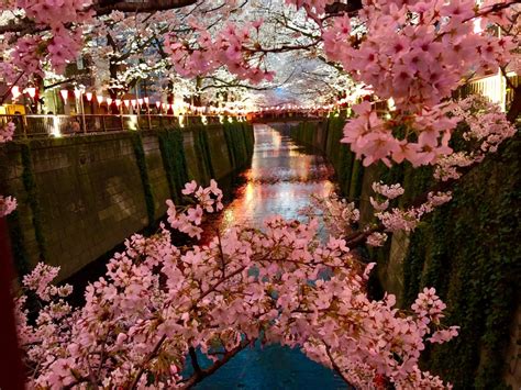 17 Of The Best Cherry Blossom Viewing Spots Around Tokyo And Yokohama