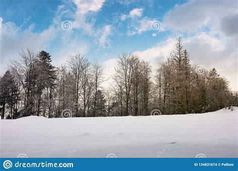 Trees On A Snowy Hill Stock Photo Image Of Season Epic 134831674