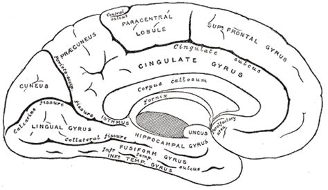 Cingulate Cortex Psychology Wiki