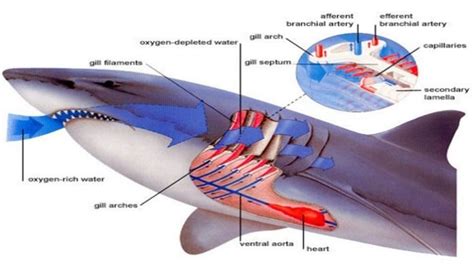 Datos Interesantes Que Expresan Cómo Respiran Los Tiburones
