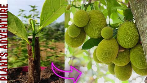 How To Grow Jackfruit Tree From Cutting Jackfruit Tree Growing