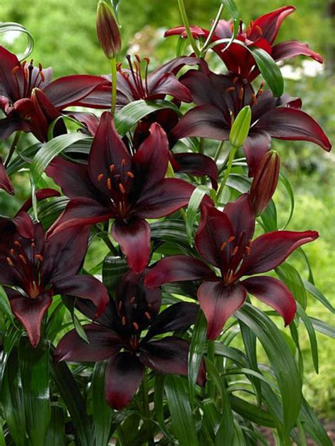 Lilium Mapira Asiatic Lily World Of Flowering Plants